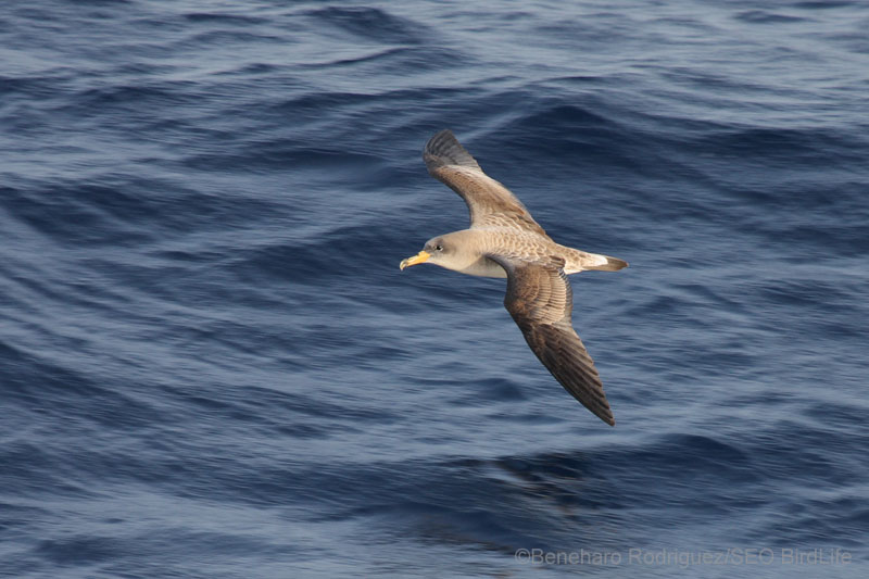 Pardela Cenicienta/Copry&#039;s Shearwater (Calonectris diomedea) ©Beneharo Rodriguéz/SEO BirdLife