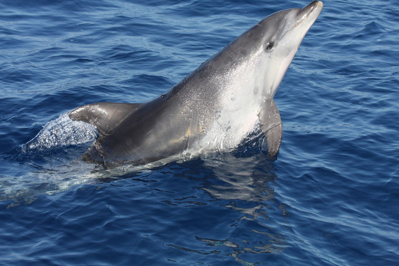Delfín mular / Bottlenose dolphin (Tursiops truncatus) ©CIRCE/ALNITAK