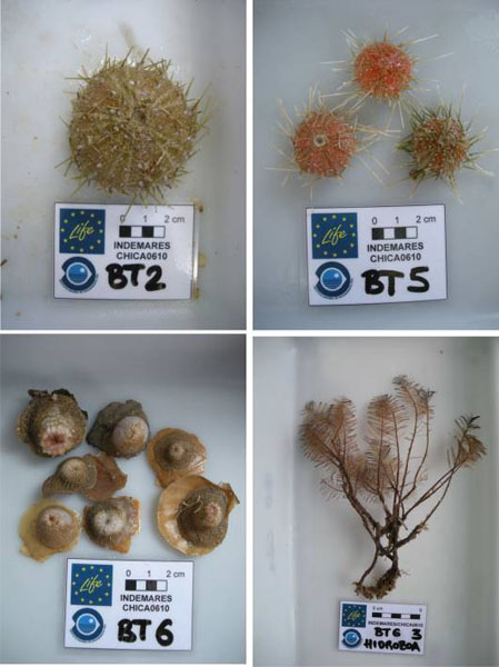 Diversas especies extraídas en los arrastres de beam trawl en el entorno al Volcán de Fango Gazúl ©IEO