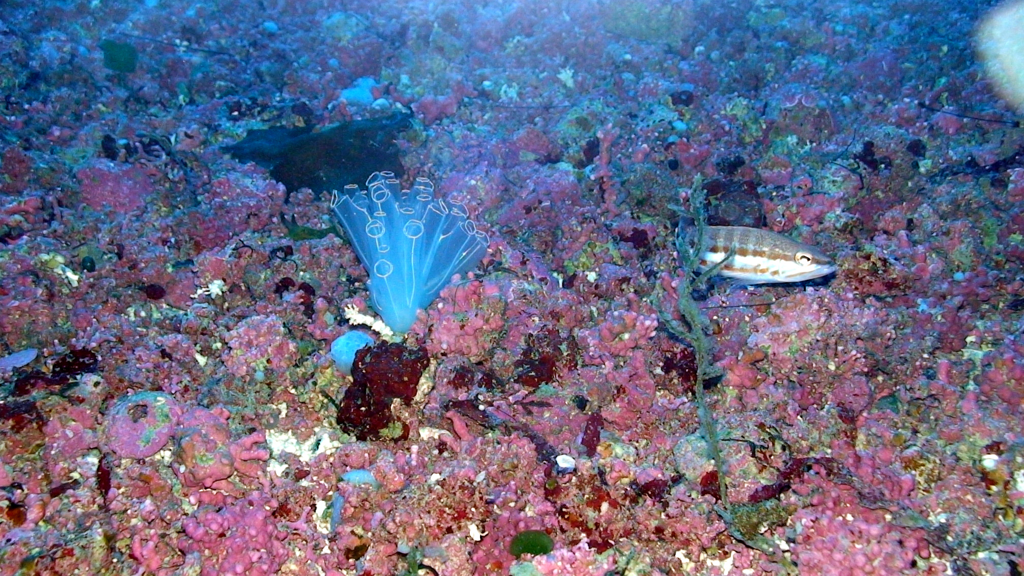 Maerl ©IEO