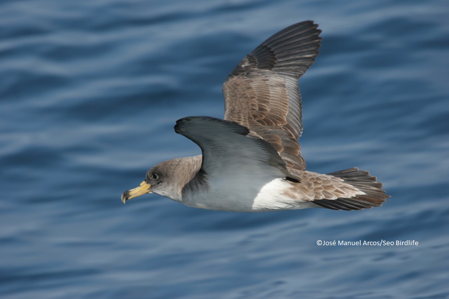 © SEO/BirdLife - J.M. Arcos