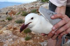 (C) SEO/Birdlife