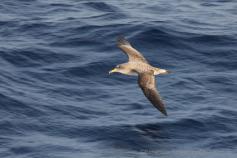 Pardela Cenicienta/Copry&#039;s Shearwater (Calonectris diomedea) ©Beneharo Rodriguéz/SEO BirdLife