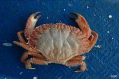 (Cancer bellianus) ©IEO