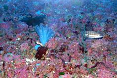 Maerl ©IEO
