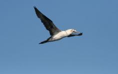 Alcatraz / Gannet (Morus bassanus) ©CEMMA